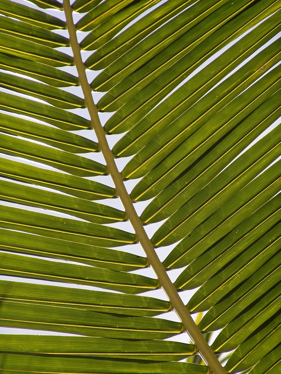 palm, frond, leaf, exotic, palm tree, palm fronds, tropical, palm leaf, flora, nature, palm, palm, palm, palm tree, palm tree, palm tree, palm tree, palm tree, palm leaf